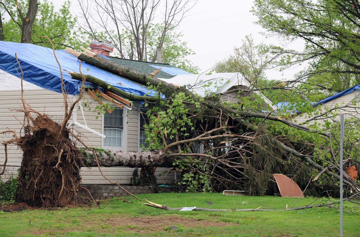 what to do when a tree falls on your roof in Colorado Springs, CO