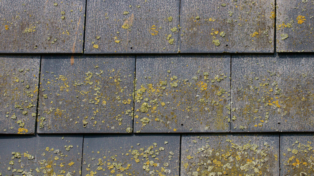 Algae and lichen growing on a roof.